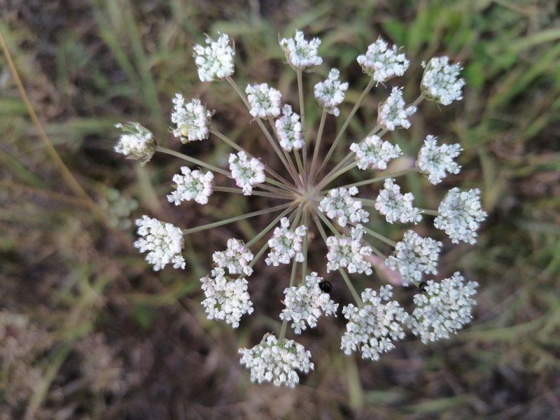 foto08 Huawei P smart Z - testovací záber z fotoaparátu